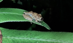 Pristimantis mallii