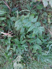 Filipendula ulmaria