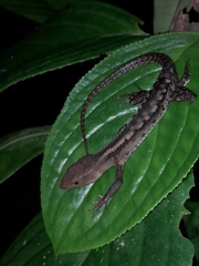 Gelanesaurus flavogularis