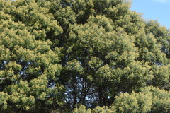 Acacia dealbata