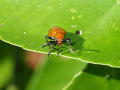 Chrysomelidae