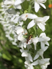 Pidonia scripta