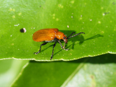 Chrysomelidae