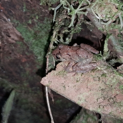 Pristimantis incomptus