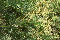 Acacia dealbata