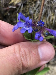 Penstemon pruinosus