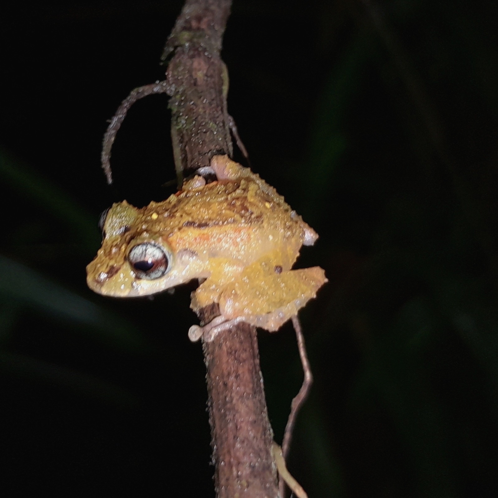 Pristimantis (Lynch & Duellman, 1980)