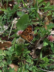 Melitaea phoebe