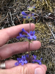 Penstemon pruinosus