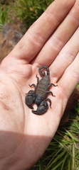 Opisthacanthus validus