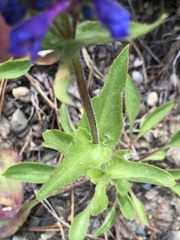 Penstemon pruinosus
