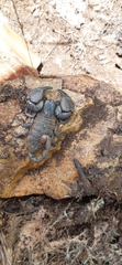 Opisthacanthus validus