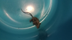 Muroidea