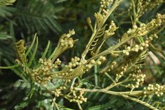 Acacia dealbata