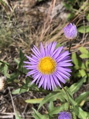Erigeron
