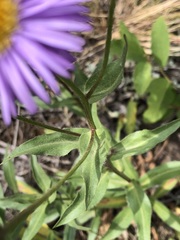 Erigeron
