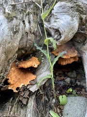 Laetiporus conifericola