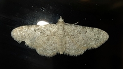 Eupithecia semigraphata