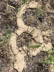 Thomomys talpoides