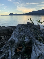 Laetiporus conifericola