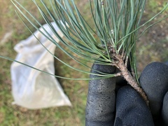 Pinus radiata