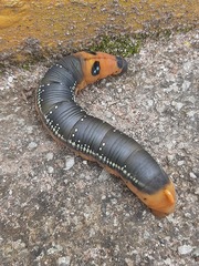 Daphnis nerii