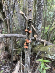 Anthracophyllum discolor