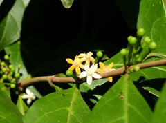 Cyclophyllum multiflorum