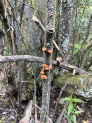 Anthracophyllum discolor