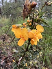 Podolobium ilicifolium