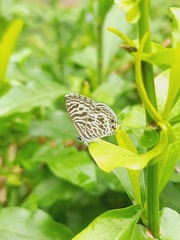 Leptotes plinius