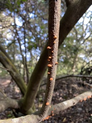 Anthracophyllum discolor