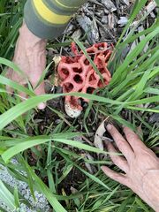 Clathrus ruber