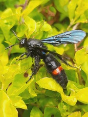 Scolia fasciatopunctata