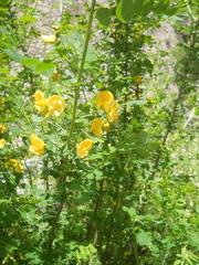 Hippocrepis emerus