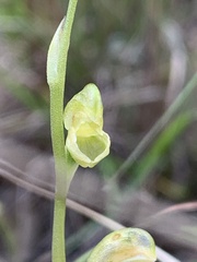 Pterostylis mutica