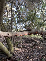 Anthracophyllum discolor