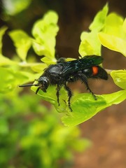 Scolia fasciatopunctata