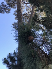 Pinus radiata