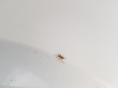 Clubionidae