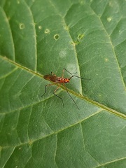 Neriidae