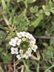 Lobularia maritima