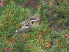 Acanthagenys rufogularis
