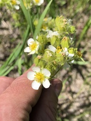 Drymocallis convallaria