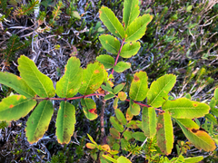 Sorbus sitchensis