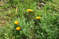 Gazania linearis