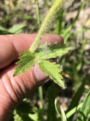 Drymocallis convallaria