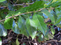 Cyclophyllum multiflorum