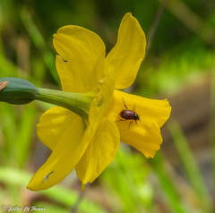 Chasmatopterus