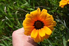 Gazania linearis